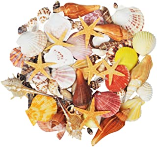 Jangostor 100PCS conchas de mar marinas de playa de oceano mixto-Varios tamanos Conchas marinas de colores naturales- estrellas de mar perfectas para rellenos de jarrones